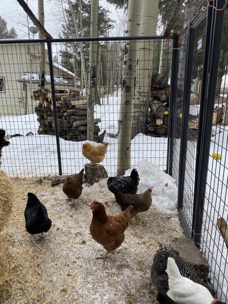 engaged - chickens